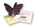 Greeting Card / Direct Mailer